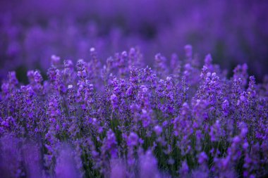 Yazın lavanta tarlası