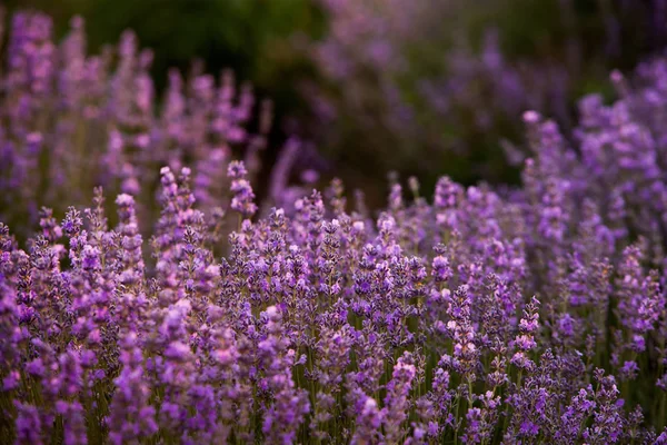 Lavendelfeld Sommer — Stockfoto