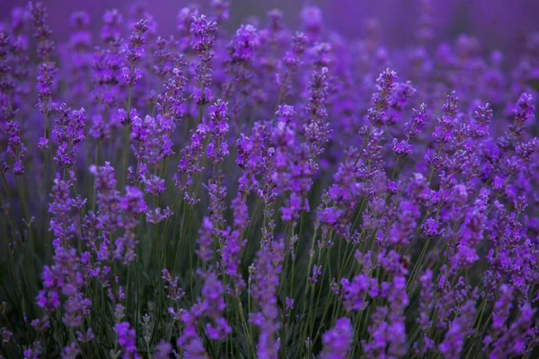 Campo Lavanda Verano —  Fotos de Stock