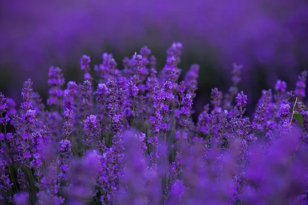 Campo Lavanda Verão — Fotografia de Stock