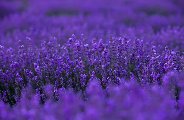 Campo Lavanda Verano — Foto de Stock