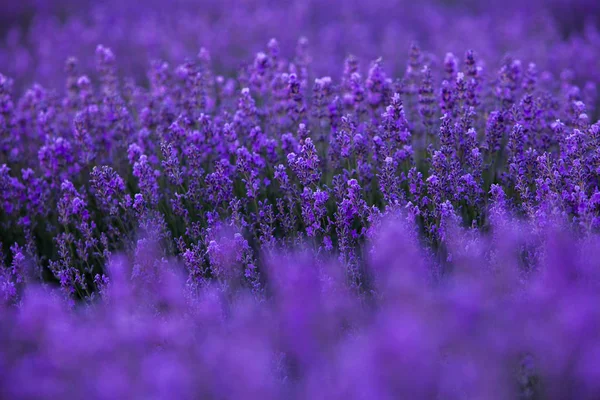 Lavender Field Summer — Stock Photo, Image