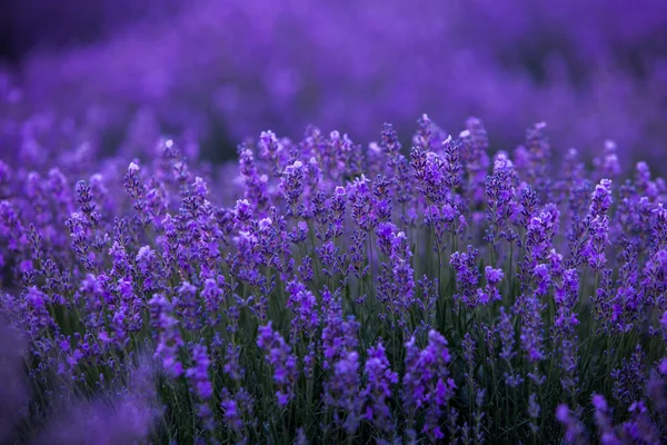 Campo Lavanda Verão — Fotografia de Stock