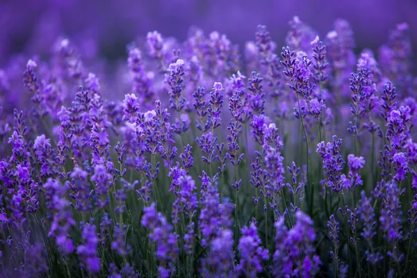 Campo Lavanda Verão — Fotografia de Stock