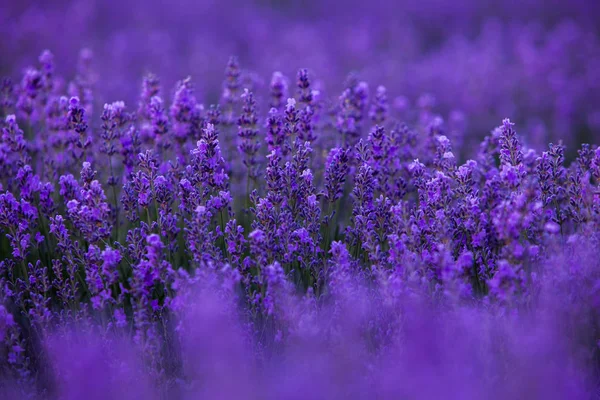 Campo Lavanda Verão — Fotografia de Stock