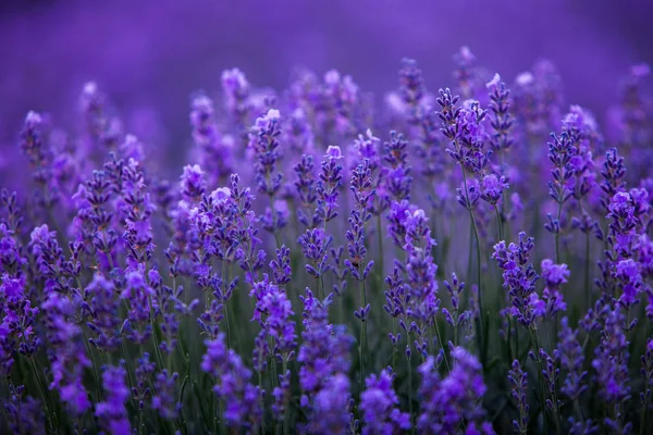 Campo Lavanda Verão — Fotografia de Stock