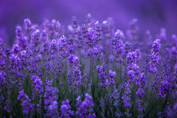 Lavendelfeld Sommer — Stockfoto