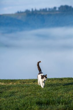 Yazın Yeşil Çimenlerde Kedi. Açık havada oynayan sevimli bir evcil kedi nin fotoğrafını kapatın