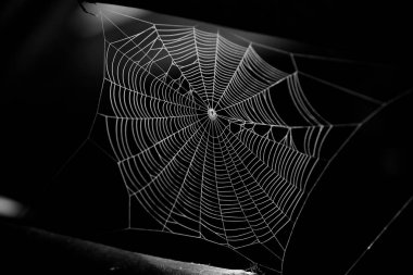 Renkli arkaplanı olan örümcek ağı