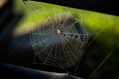 Renkli arkaplanı olan örümcek ağı