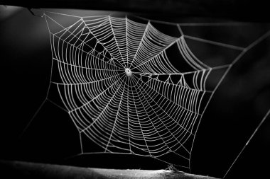 Renkli arkaplanı olan örümcek ağı