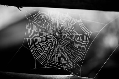 Renkli arkaplanı olan örümcek ağı