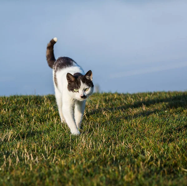 Cat in the Green Grass in Summer. Close up photo from a cute domestic cat playing outdoor