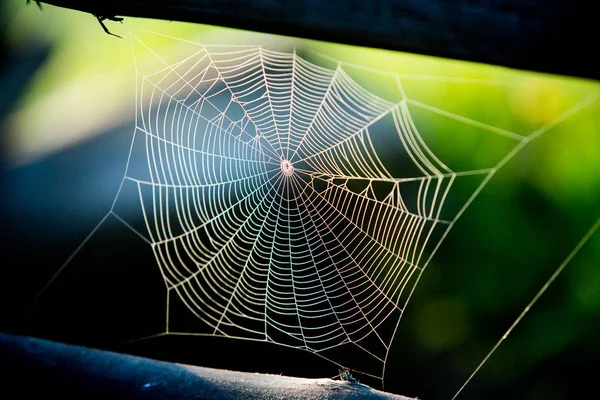 Tela Araña Con Fondo Colorido — Foto de Stock