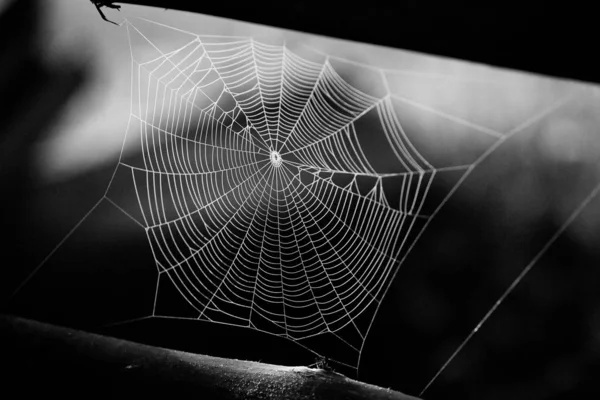 Tela Araña Con Fondo Colorido — Foto de Stock