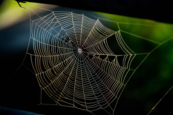 Tela Araña Con Fondo Colorido — Foto de Stock