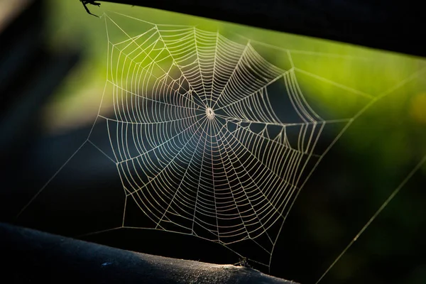 Renkli arkaplanı olan örümcek ağı
