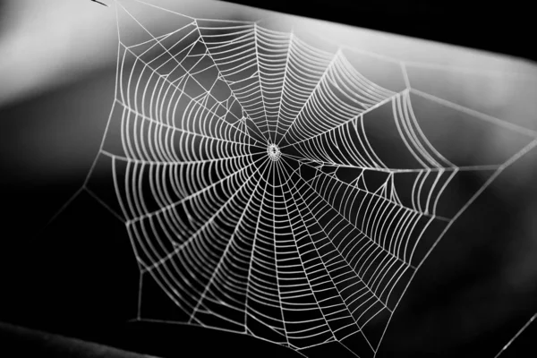 Spider Web Met Kleurrijke Achtergrond — Stockfoto