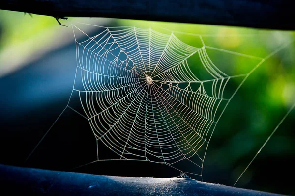 Tela Araña Con Fondo Colorido — Foto de Stock