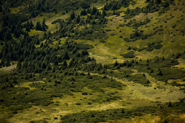 Sommar Landskap Karpaterna Utsikt Över Bergstoppen Hoverla Bautiful Ukrainska Berg — Stockfoto