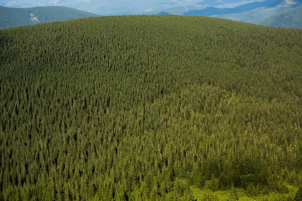 Sommar Landskap Karpaterna Utsikt Över Bergstoppen Hoverla Bautiful Ukrainska Berg — Stockfoto