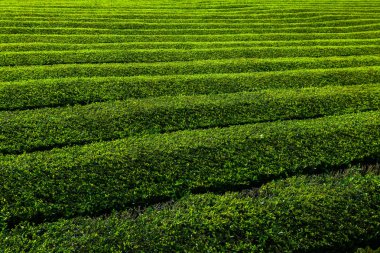 Çay çiftliği, yeşil bitkilerin ilginç dalgalı desenleri. Portekiz, Sao Miguel adasındaki Cha Goreana çay çiftliği. Avrupa 'daki çay. Taze Yeşil Yapraklar Bitki ve Ağaç ile Doğal Tarım Organik Alanı.