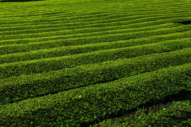 Çay çiftliği, yeşil bitkilerin ilginç dalgalı desenleri. Portekiz, Sao Miguel adasındaki Cha Goreana çay çiftliği. Avrupa 'daki çay. Taze Yeşil Yapraklar Bitki ve Ağaç ile Doğal Tarım Organik Alanı.