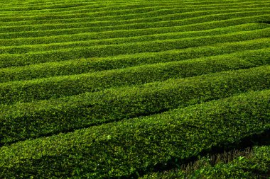 Çay çiftliği, yeşil bitkilerin ilginç dalgalı desenleri. Portekiz, Sao Miguel adasındaki Cha Goreana çay çiftliği. Avrupa 'daki çay. Taze Yeşil Yapraklar Bitki ve Ağaç ile Doğal Tarım Organik Alanı.