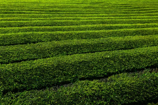 Tea plantation, interesting wavy pattern of lines of the green plants. Cha Goreana tea plantation in Sao Miguel island, Portugal. The tea in Europe. Nature Agricultural Farming Organic Field with Fresh Green Leaves Plant and Tree.