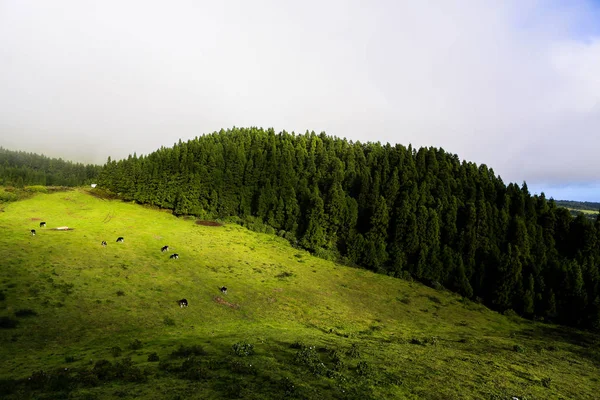 Krásné Krajinné Scenérie Azorách Portugalsko Tropická Příroda Ostrově Sao Miguel — Stock fotografie