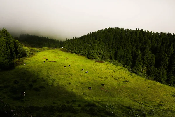 Beautiful Landscape Sceneries Azores Portugal Tropical Nature Sao Miguel Island — Stock Photo, Image