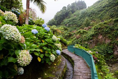 Azores Portekiz 'in güzel manzaraları. Sao Miguel Adası, Azores 'te tropikal doğa. 
