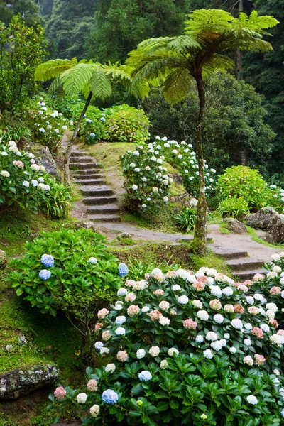 Beaux Paysages Aux Açores Portugal Nature Tropicale Dans Île Sao — Photo