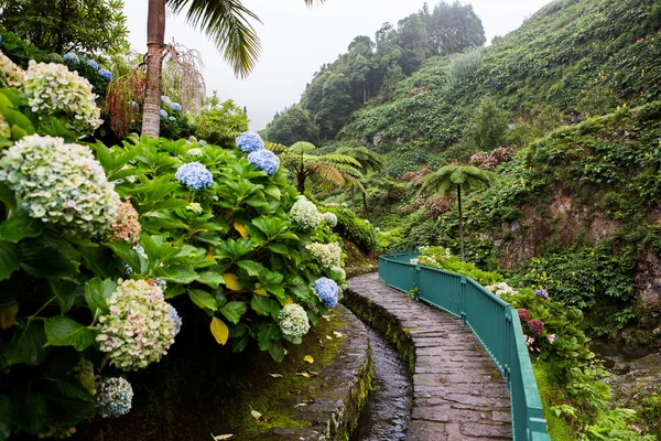 Beaux Paysages Aux Açores Portugal Nature Tropicale Dans Île Sao — Photo