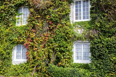 Önünde dikey bahçe olan sürdürülebilir bir binada yeşil bir duvar. Ekolojik binaların cephelerinde planlar ve çiçekler var.