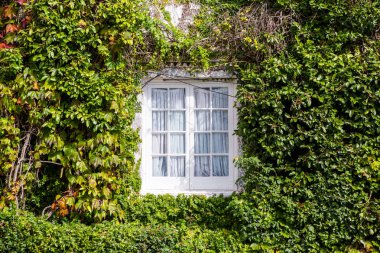 Önünde dikey bahçe olan sürdürülebilir bir binada yeşil bir duvar. Ekolojik binaların cephelerinde planlar ve çiçekler var.
