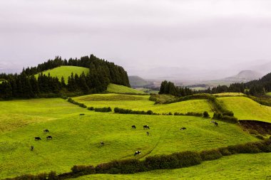 Azores Portekiz 'in güzel manzaraları. Sao Miguel Adası, Azores 'te tropikal doğa. 