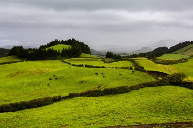 Azores Portekiz 'in güzel manzaraları. Sao Miguel Adası, Azores 'te tropikal doğa. 