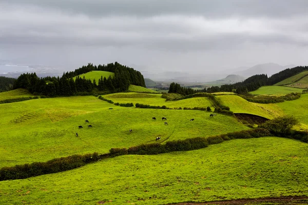 Azores Portekiz 'in güzel manzaraları. Sao Miguel Adası, Azores 'te tropikal doğa. 