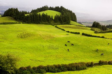 Azores Portekiz 'in güzel manzaraları. Sao Miguel Adası, Azores 'te tropikal doğa. 
