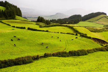 Azores Portekiz 'in güzel manzaraları. Sao Miguel Adası, Azores 'te tropikal doğa. 