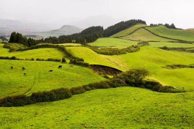 Azores Portekiz 'in güzel manzaraları. Sao Miguel Adası, Azores 'te tropikal doğa. 