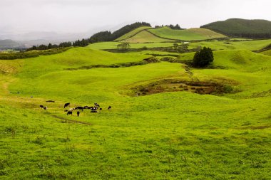 Azores Portekiz 'in güzel manzaraları. Sao Miguel Adası, Azores 'te tropikal doğa. 