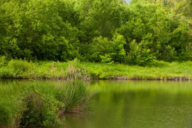 Moldova Cumhuriyeti 'nin güzel yaz manzarası. Yeşil manzara. Bahar doğası. Yeşil Çimenli ve Ağaçlı Park. Otlak arazisi ve yuvarlanan tepeler. kırsal manzara. 