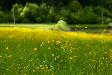Moldova Cumhuriyeti 'nin güzel yaz manzarası. Yeşil manzara. Bahar doğası. Yeşil Çimenli ve Ağaçlı Park. Otlak arazisi ve yuvarlanan tepeler. kırsal manzara. 