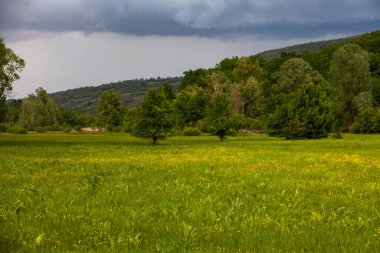 Moldova Cumhuriyeti 'nin güzel yaz manzarası. Yeşil manzara. Bahar doğası. Yeşil Çimenli ve Ağaçlı Park. Otlak arazisi ve yuvarlanan tepeler. kırsal manzara. 