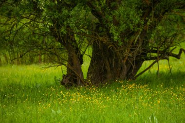 Moldova Cumhuriyeti 'nin güzel yaz manzarası. Yeşil manzara. Bahar doğası. Yeşil Çimenli ve Ağaçlı Park. Otlak arazisi ve yuvarlanan tepeler. kırsal manzara. 