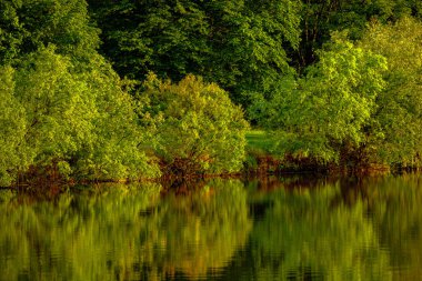 Moldova Cumhuriyeti 'nin güzel yaz manzarası. Yeşil manzara. Bahar doğası. Yeşil Çimenli ve Ağaçlı Park. Otlak arazisi ve yuvarlanan tepeler. kırsal manzara. 