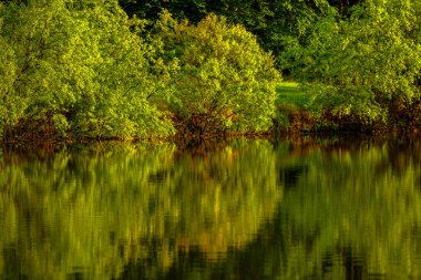 Moldova Cumhuriyeti 'nin güzel yaz manzarası. Yeşil manzara. Bahar doğası. Yeşil Çimenli ve Ağaçlı Park. Otlak arazisi ve yuvarlanan tepeler. kırsal manzara. 