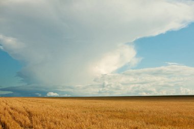 Moldova Cumhuriyeti 'nin güzel yaz manzarası. Yeşil manzara. Bahar doğası. Yeşil Çimenli ve Ağaçlı Park. Otlak arazisi ve yuvarlanan tepeler. kırsal manzara. 